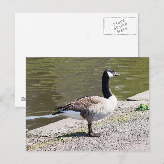 Kanada Gänse Postkarte (Vorne/Hinten)