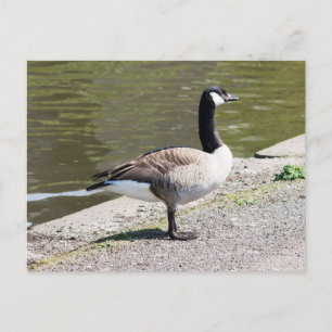 Kanada Gänse Postkarte