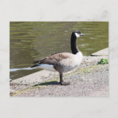 Kanada Gänse Postkarte (Vorderseite)