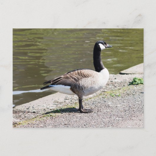 Kanada Gänse Postkarte (Vorderseite)