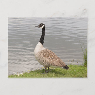 Kanada Gänse Postkarte
