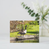 Kanada Gänse Postkarte (Stehend Vorderseite)