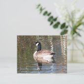 Kanada Gänse Postkarte (Stehend Vorderseite)