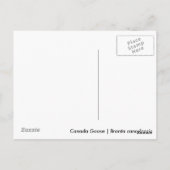 Kanada Gänse Postkarte (Rückseite)