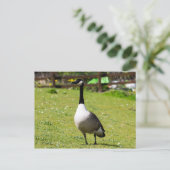Kanada Gänse Postkarte (Stehend Vorderseite)