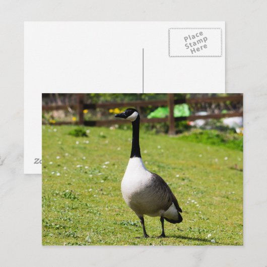 Kanada Gänse Postkarte (Vorne/Hinten)