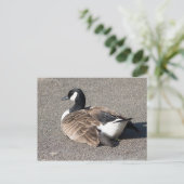 Kanada Gänse Postkarte (Stehend Vorderseite)