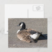 Kanada Gänse Postkarte (Vorne/Hinten)