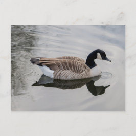 Kanada Gänse Schwimmen in lebhaftem Wasser Postkar Postkarte