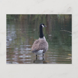 Kanada Gänse stehend auf flachem Wasser Postkarte