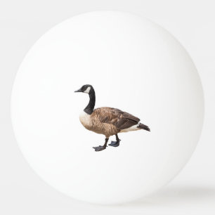 Kanada Gänse Tischtennisball