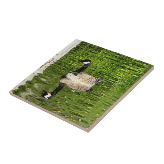 (Kanada) Gänsegrün Fliese (Seite)