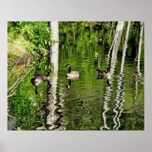 (Kanada) Gänsegrün Poster