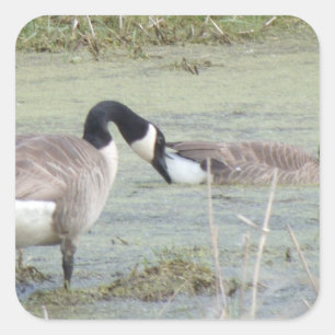 Kanada Gänsepaar in Algenbedeckten Sampelteich Quadratischer Aufkleber