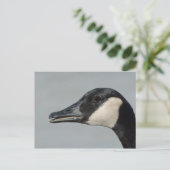 Kanada Gänseportrait Postkarte (Stehend Vorderseite)