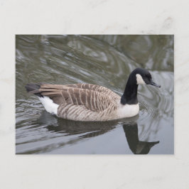 Kanada Gänseschwimmen auf dem Kanal Postcard Postkarte