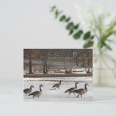 Kanada Geese Behalte Recht Postkarte (Stehend Vorderseite)