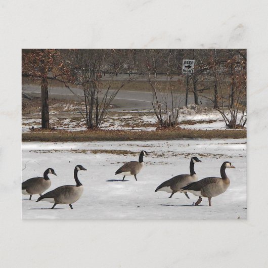 Kanada Geese Behalte Recht Postkarte (Vorderseite)