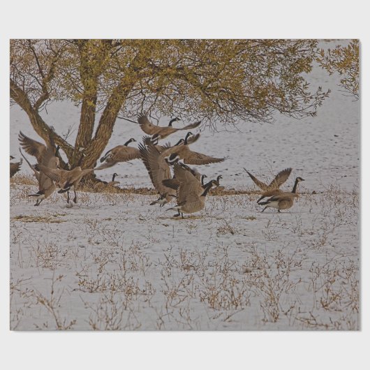 KANADA GEESE GESCHENKPAPIER (Flach)