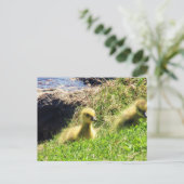 Kanada Geese Goslings Exploration Environment Postkarte (Stehend Vorderseite)