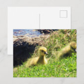 Kanada Geese Goslings Exploration Environment Postkarte (Vorne/Hinten)