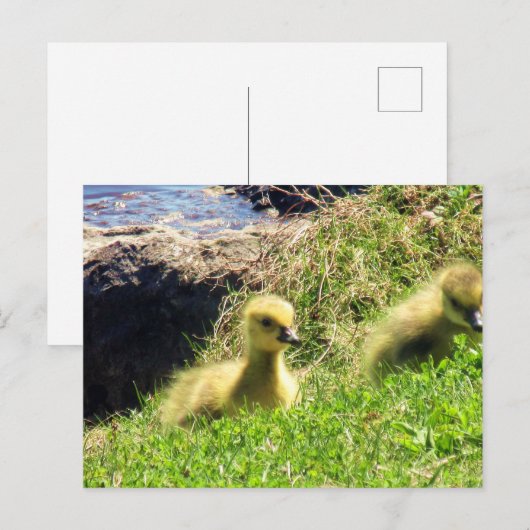 Kanada Geese Goslings Exploration Environment Postkarte (Vorne/Hinten)