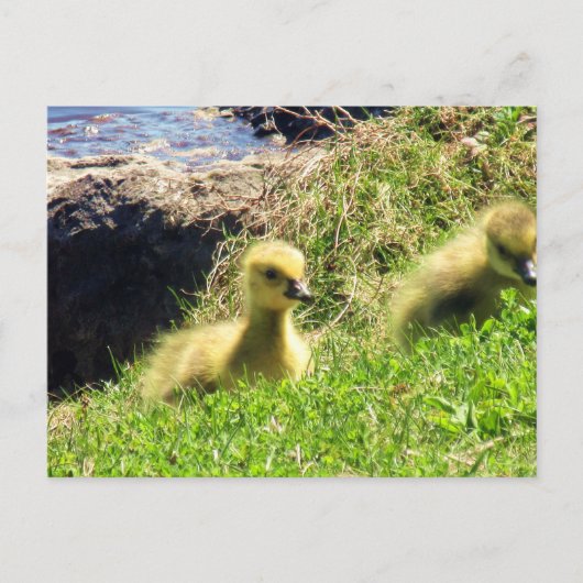 Kanada Geese Goslings Exploration Environment Postkarte (Vorderseite)