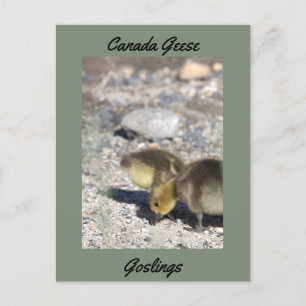 Kanada Geese Goslings Postcard Postkarte