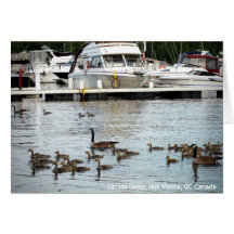 Kanada Geese mit Babys bei Hull Marina QC Kanada