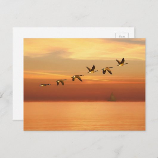 Kanada Geflügel im Flug bei Sunset Postkarte (Vorne/Hinten)