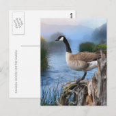 KANADA GOOSE AUF DER SHASTA POSTKARTE (Vorne/Hinten)