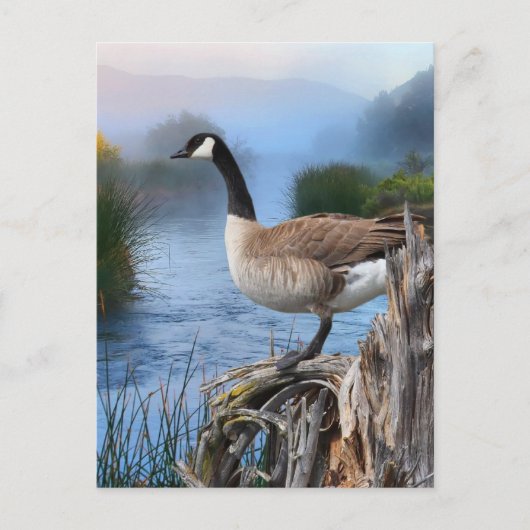 KANADA GOOSE AUF DER SHASTA POSTKARTE (Vorderseite)