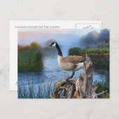 KANADA GOOSE AUF DER SHASTA POSTKARTE (Vorne/Hinten)
