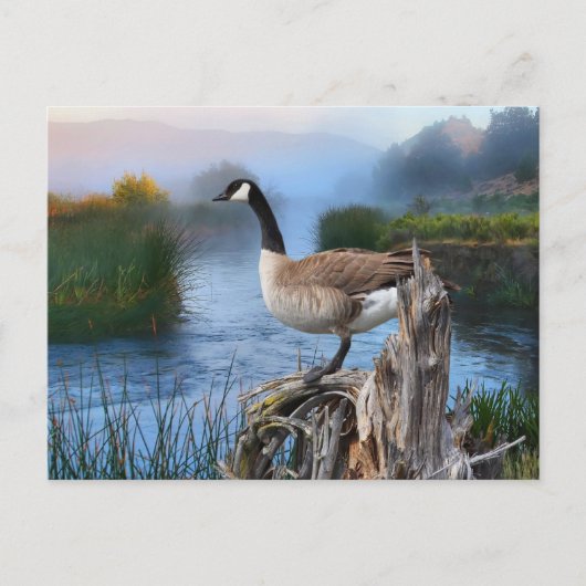 KANADA GOOSE AUF DER SHASTA POSTKARTE (Vorderseite)