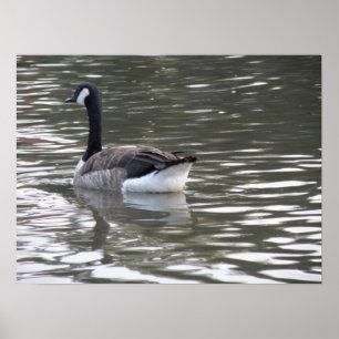 Kanada Goose auf der Wasserdruckmaschine Poster