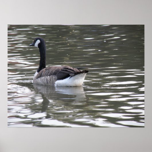 Kanada Goose auf der Wasserdruckmaschine Poster (Vorne)