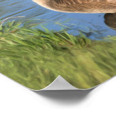 Kanada Goose Confucius Knowledge Quote Poster (Ecke)