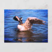 Kanada Goose Flapping ihre Flügel Blaue Wassernatu Postkarte (Vorderseite)