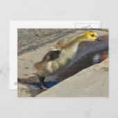 Kanada Goose Gosling Postcard Postkarte (Vorne/Hinten)