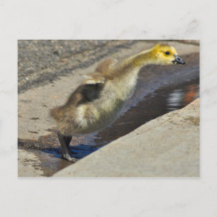 Kanada Goose Gosling Postcard Postkarte