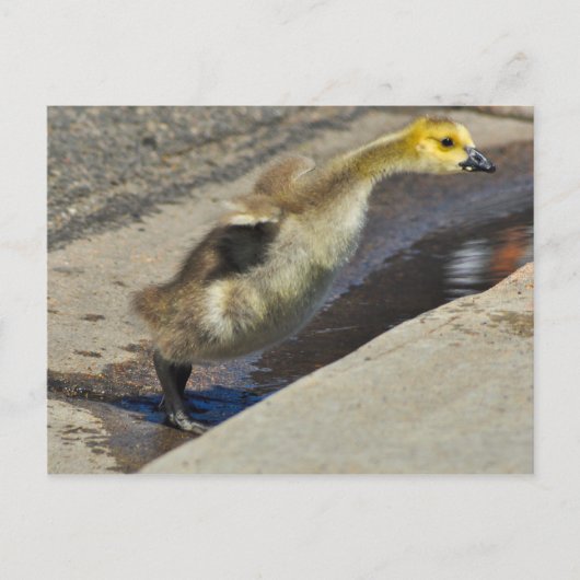 Kanada Goose Gosling Postcard Postkarte (Vorderseite)