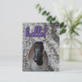 Kanada Goose Hallo Postkarte (Stehend Vorderseite)