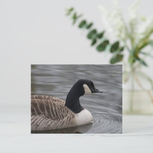 Kanada Goose Postkarte (Stehend Vorderseite)