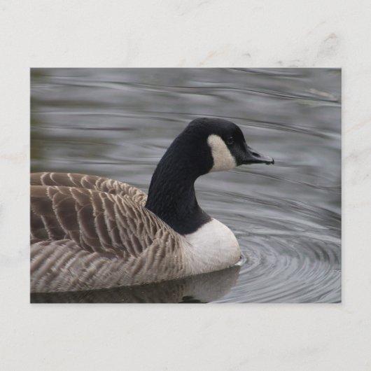 Kanada Goose Postkarte (Vorderseite)