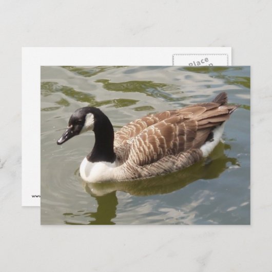 Kanada Goose Postkarte (Vorne/Hinten)