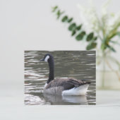 Kanada Goose Postkarte (Stehend Vorderseite)