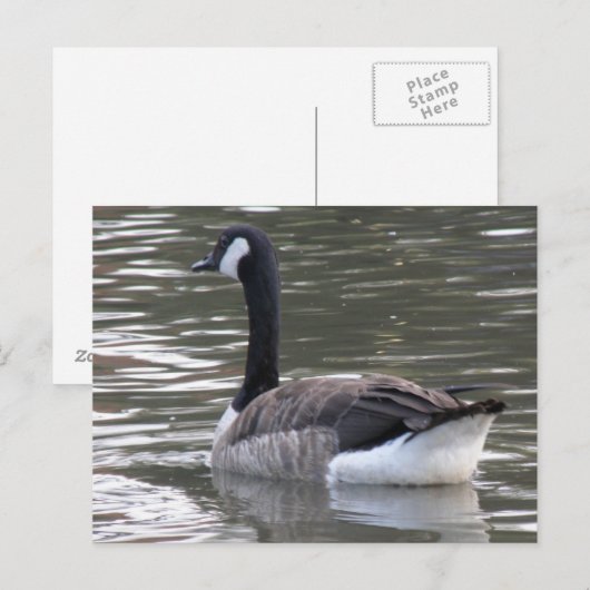 Kanada Goose Postkarte (Vorne/Hinten)