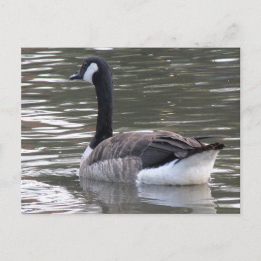 Kanada Goose Postkarte (Vorderseite)