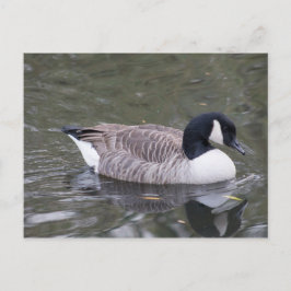 Kanada Goose Postkarte