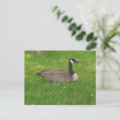 Kanada Goose Postkarte (Stehend Vorderseite)
